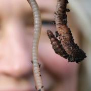 Den Regenwürmern kommen in der Natur wichtige Aufgabe zu. Sie liefern beispielsweise durch ihre Aktivitäten im Boden einen der besten Dünger.