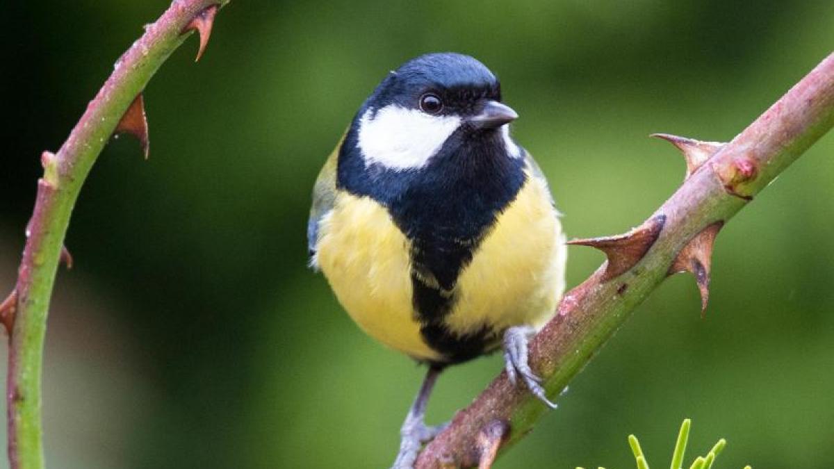 wunderschöner singender Vogel Sound Geräuschsensor zwitschert mit Bewegung 