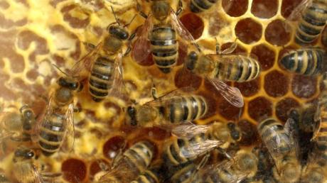 Die Bienenvölker gehen nach dem milden Winter geschwächt in den Frühling.