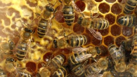 Bei Kaufering sind zwei Bienenstöcke umgeworfen worden. Laut Polizei könnte der Täter eine Vielzahl an Stichen davongetragen haben.
