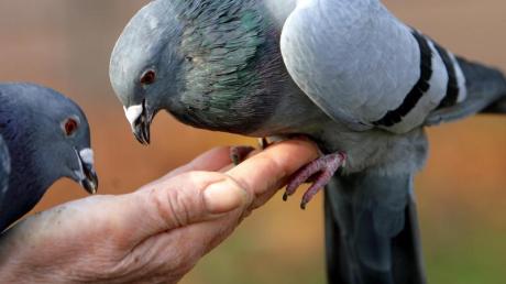 Das Füttern von Tauben ist in Dietenheim schon länger untersagt. Auch Wasservögel dürfen nicht mehr gefüttert werden.
