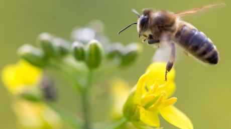 Bienen mögen Raps. Das Problem ist, dass auf den leuchtend gelben Feldern Pestizide eingesetzt werden, die den Insekten gefährlich werden können. 