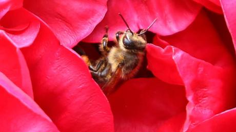 Es gibt immer weniger Bienen. Auch viele andere Arten sind gefährdet. 