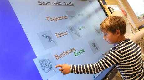 Buchecker zur Buche, Tannenzapfen zur Tanne: An der Comenius-Grundschule in Buchloe arbeiten die Drittklässler an der digitalen Leinwand. 