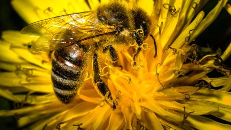 Trotz des kalten Frühlings arbeiten die Bienen emsig. Den fehlenden Honig werden sie nicht nachproduzieren können.