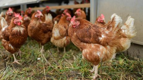 Weil ein Unbekannter die Türe eines mobilen Hühnerstalls bei Pähl geöffnet hat, sind 80 Tiere ums Leben gekommen.