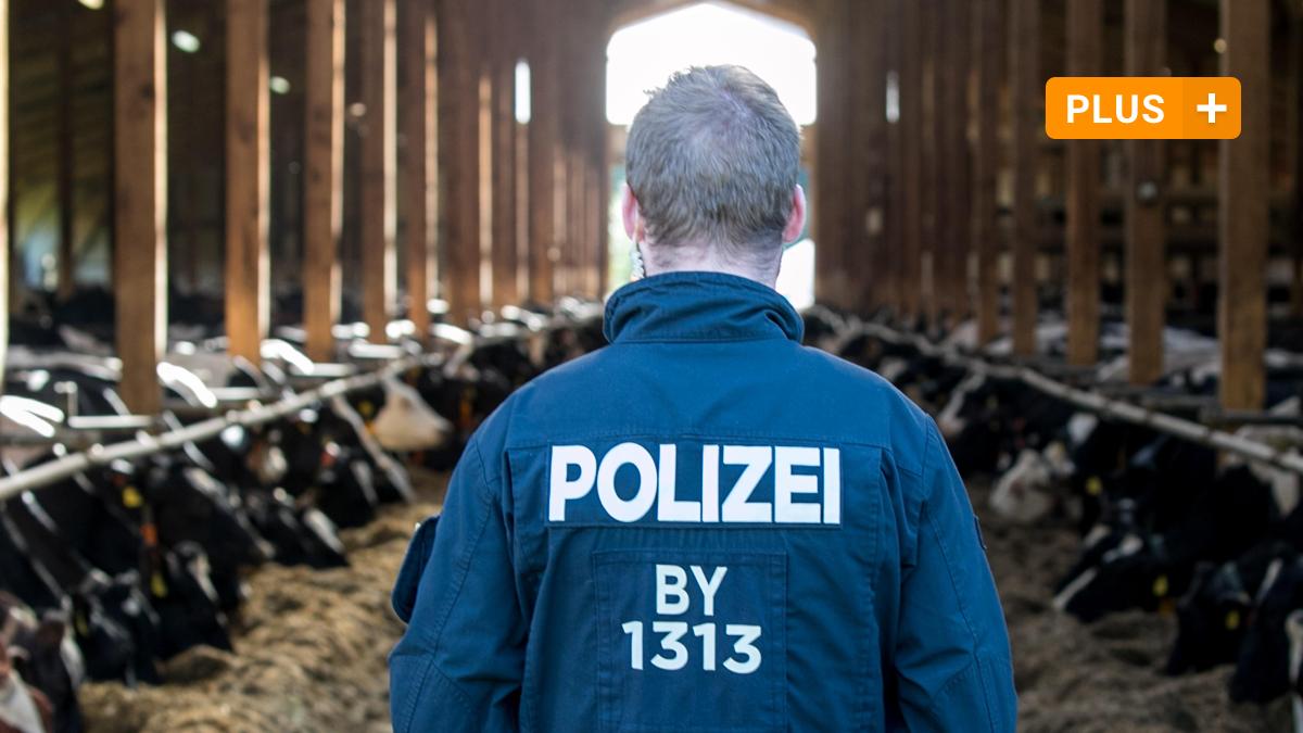 #Heidenheim: Tierschutz: Mehr als 300 Tiere werden einem Landwirt weggenommen
