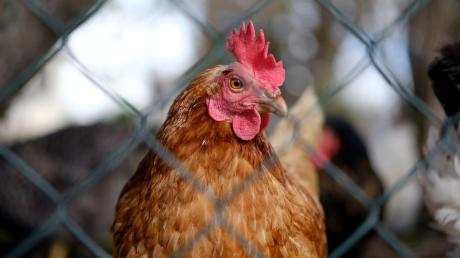 Was für uns Menschen dieser Tage Alltag ist, greift nun auch auf die Tierwelt über: Hühner müssen vielerorts in den Lockdown. In mehreren bayerische Landkreisen und Städten wurden zuletzt Fälle von Geflügelpest entdeckt. 	