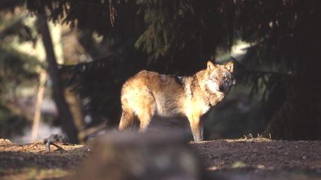 Lange war der Wolf in den deutschen Wäldern eine Seltenheit. Seit 2000 scheint sich das Rudeltier wieder wohler zu fühlen, wie aktuelle Monitoringzahlen zeigen. 