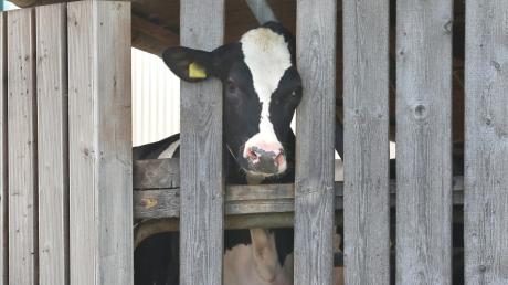 Tierschutz: Immer wieder gab es Ärger auf einem Bauernhof im Landkreis Augsburg. 	