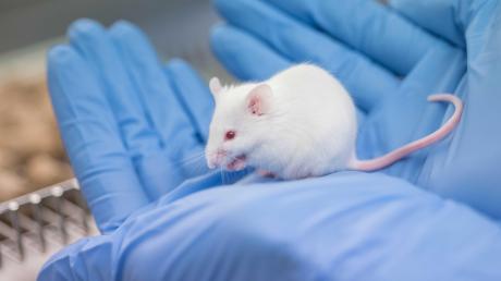 Tierexperimente sind in der Forschung an Medikamenten gängige Praxis. Das kann sich nun dank einer Erfindung ändern.