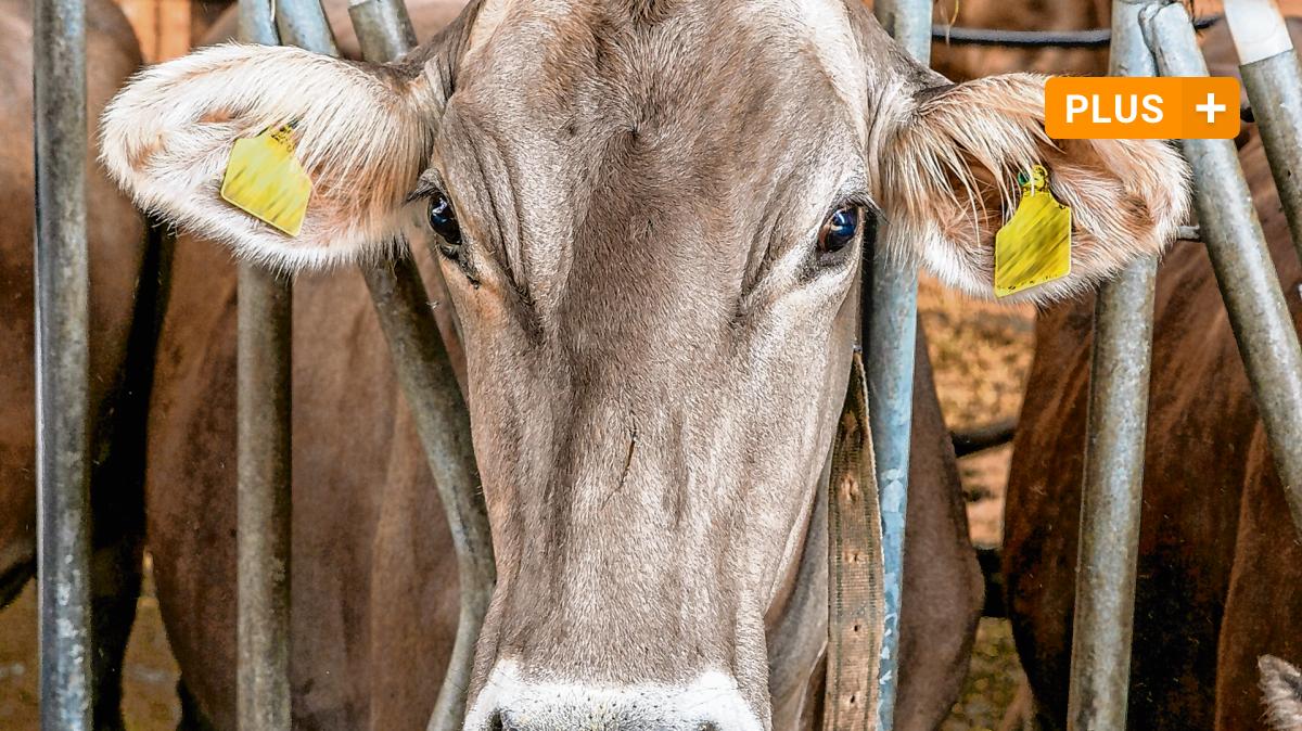 #Justiz: Verwahrloste Rinder: Im Oktober fällt das Urteil im Allgäuer Tierskandal