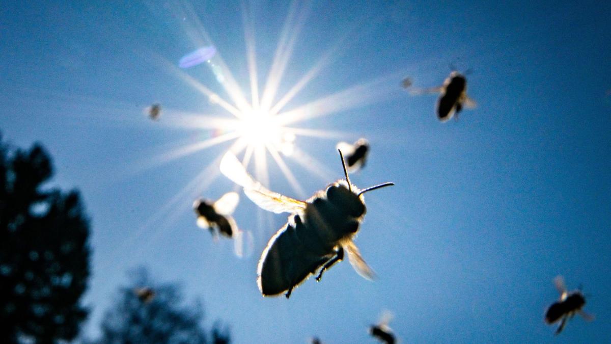 #Königsbrunn: Angriffslustige Biene verursacht Autounfall in Königsbrunn