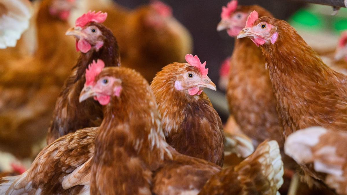 #Landwirtschaft: 1,1 Milliarden Eier in bayerischen Hühnerfarmen gelegt