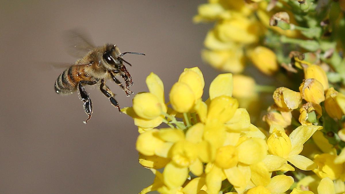 #Tiere: Rettung von Bienen behindert Bahnverkehr in Würzburg