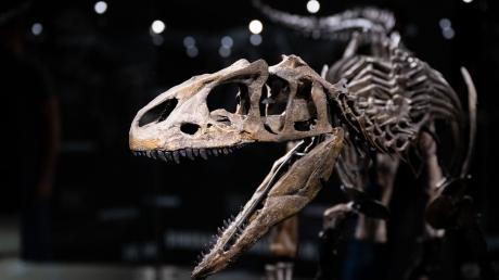 Das Skelett von einem jungen Allosaurier steht im Dinosaurier Museum Altmühltal.