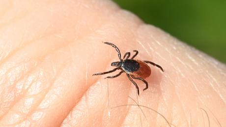 Zecke auf der Haut: Bei den Insekten ist Vorsicht geboten - nicht nur für den Mensch.