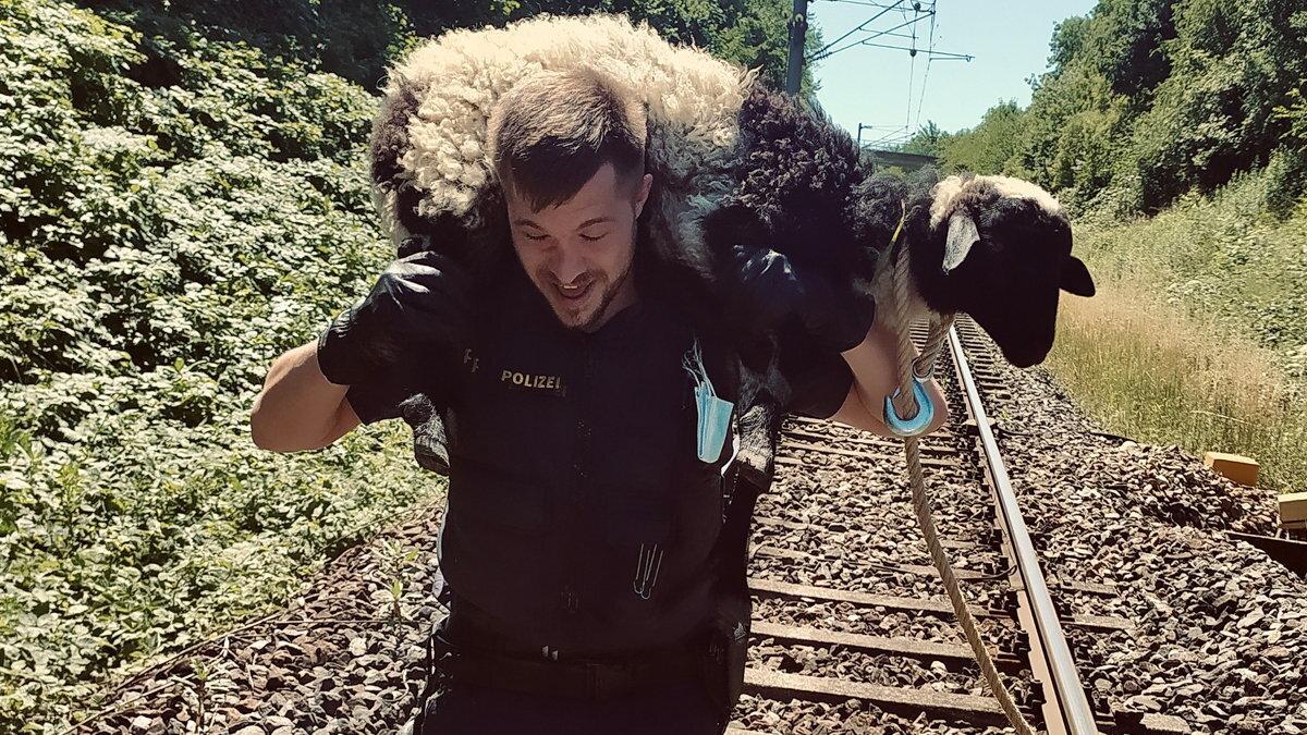 #Augsburg/Kempten: Hunde, Ziegen, Affen: Die tierischen Rettungseinsätze der Polizei in Schwaben