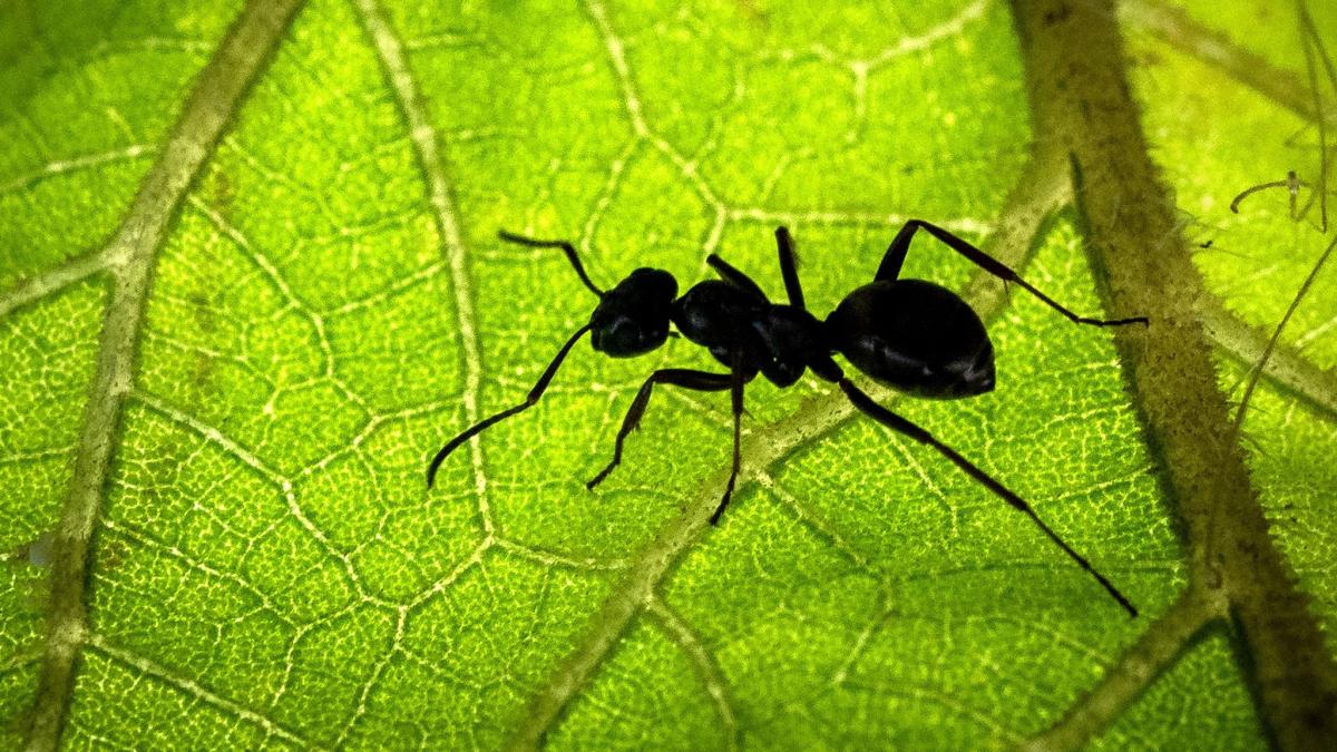 #Wissenschaft: Schätzung: Rund 20 Billiarden Ameisen besiedeln die Erde