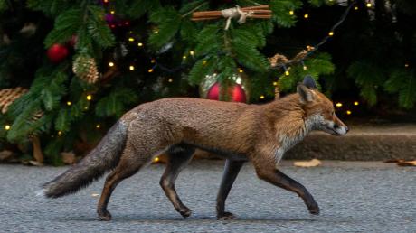 Kurz vor Weihnachten ist ein Fuchs in Willmatshofen auf eine Frau zugelaufen und hat sie gebissen. 
