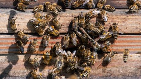In Rammingen haben Kinder zwei Bienenstöcke mit Holzscheiten beworfen und beschädigt. 
