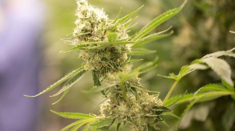 Eine Cannabispflanze blüht.