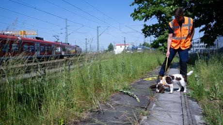 DB-Hundeführer Max Bültge geht mit der Artenspürhündin Finya an der Baustelle von der zweiten Stammstrecke entlang.
