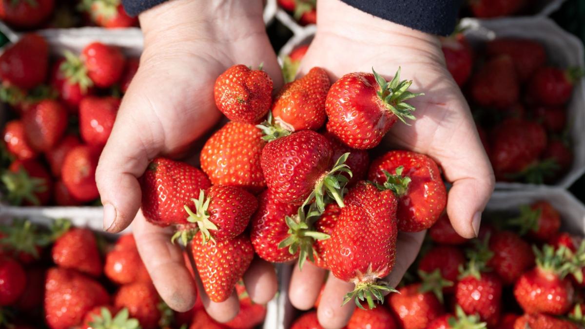 #Pflücken Sie die Erdbeeren gerne selbst?