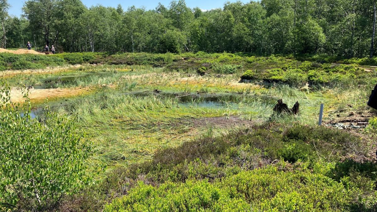 #Umwelt: Rotes Moor soll wieder nasser werden: Wichtiger CO2-Speicher