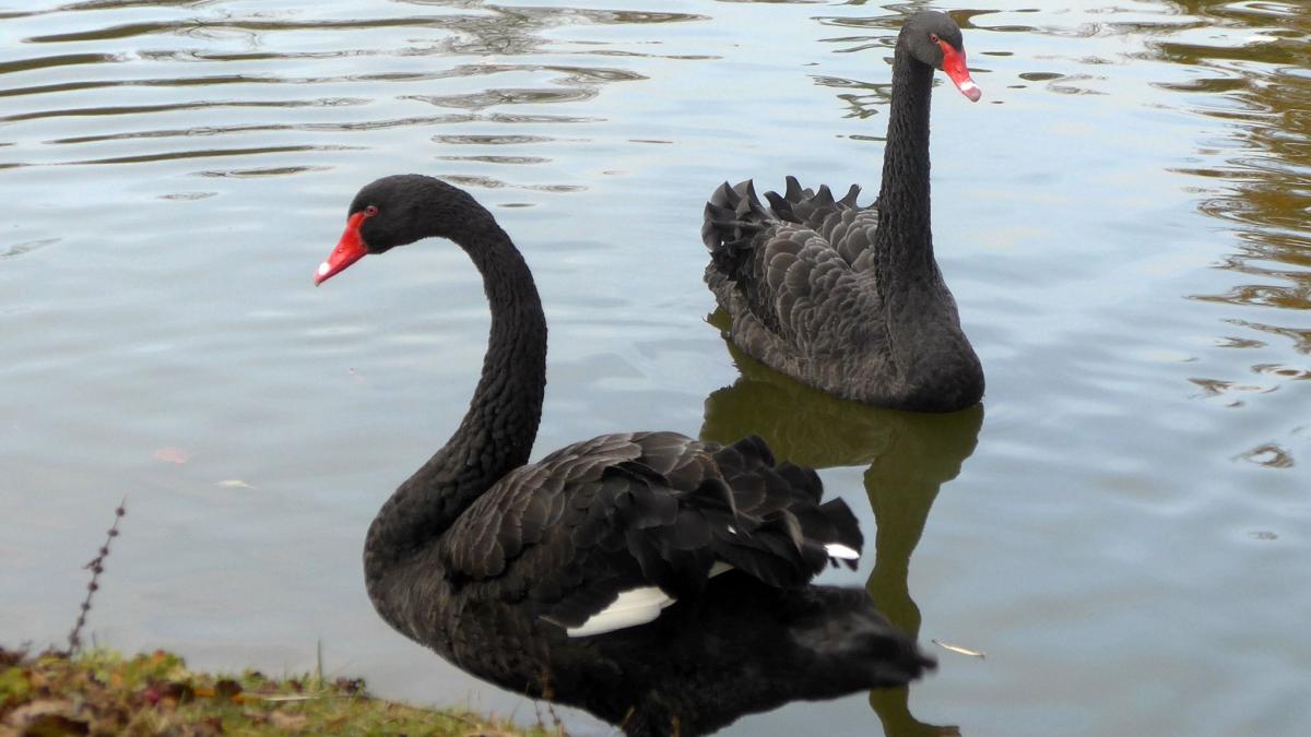#Verkuppeltes Trauerschwan-Paar sucht neue Besitzer