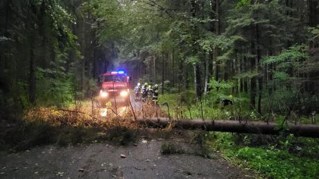 Feuerwehrleute arbeiten auf einer Straße, die durch einen von Unwetter umgestürzten Baum versperrt wird.