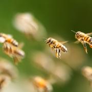 Warum hat die Evolution Insektenarten wie Bienen eigentlich mit Flügeln ausgestattet?