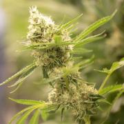 Eine blühende Cannabispflanze: Die Ampel-Koalition plant eine "kontrollierte Abgabe an Erwachsene".