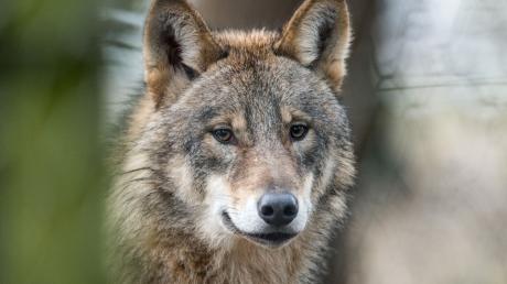 Problematische Wölfe, die Schutzzäune überwunden und Nutztiere gerissen haben, sollen in Deutschland künftig schneller als bisher getötet werden können.