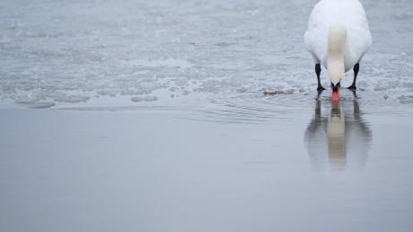 Ein Schwan steht auf einer dünnen Eisdecke eines teilweise zugefrorenen Sees.