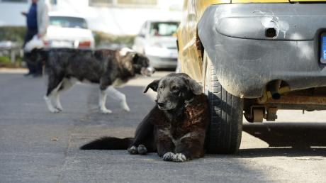 Ein Straßenhund in Pitesti (Rumänien) am 21.10.2013.