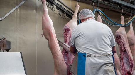 Ein Metzger zerteilt im Schlachthof Bamberg ein geschlachtetes Schwein mit einer Säge.