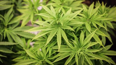 Cannabispflanzen stehen in einem Aufzuchtszelt unter künstlicher Beleuchtung.