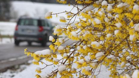 Ein Auto fährt hinter schneebedeckten Forsythienblüten entlang.