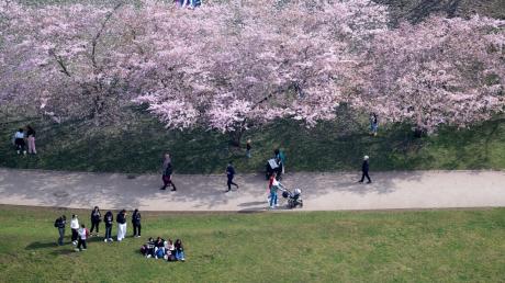 Menschen schauen sich im Olympiapark die Kirschblüten an.
