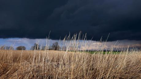 Gewitterwolken ziehen über ein Feld mit Schilf, welches noch von der Sonne beschienen wird.