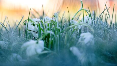 Eiskristalle haben sich auf den Blütenblättern von Schneeflöckchen gebildet, im Gras hängen erste Tautropfen von der Morgensonne.