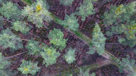 Viele vor wenigen Jahren gepflanzte Buchen stehen mit braunen Blättern in Bodennähe in einem über die nächsten zwei Jahrzehnte absterbenden Kiefernwald (Aufnahme mit Drohne).