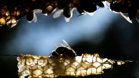 Gesunde Honigbienen sitzen auf einer Wabe.