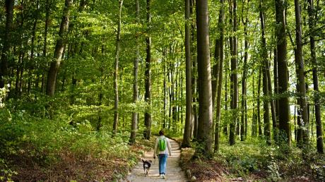 Eine Frau geht mit einem Hund durch ein Waldstück.