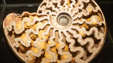 Ein Querschnitt durch einen Ammoniten ist vor der Eröffnung der Sonderausstellung "Ammonite Masterpieces" in einer Vitrine zu sehen.