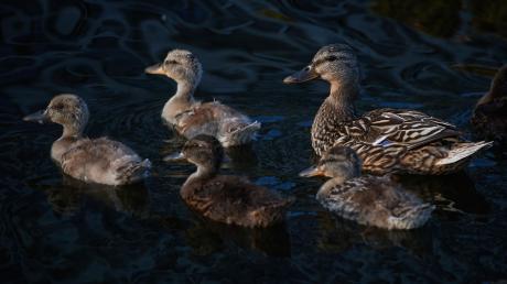 Eine Entenfamilie schwimmt auf einem See.