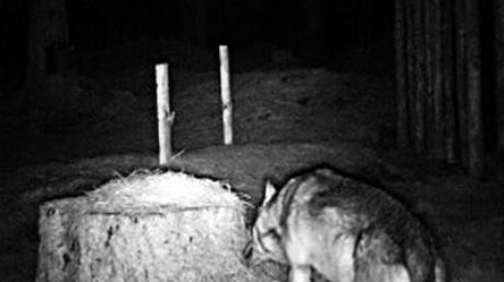 Dieses Bild stammt von einer Wärmebildkamera, die der Tiroler Jäger Herbert Gartner aufgestellt hat. Der Wolf nähert sich darauf einer Futterstelle für Rotwild. Irrtümlicherweise zeigt die Kamera das Jahr 2013 an. Foto: Herbert Gartner