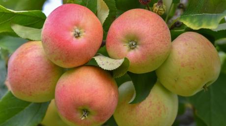 Apfel: Welche Vitamine stecken drin?