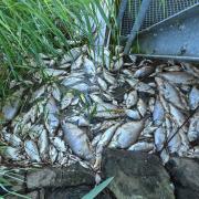 Tote Fische haben sich an einem Wehr im deutsch-polnischen Grenzfluss Westoder gesammelt.